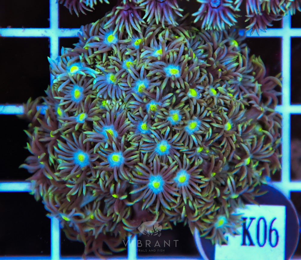 Goniopora WAUS