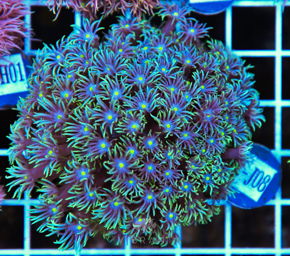 Goniopora WAUS