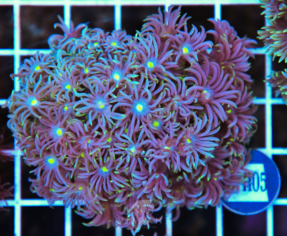 Goniopora WAUS