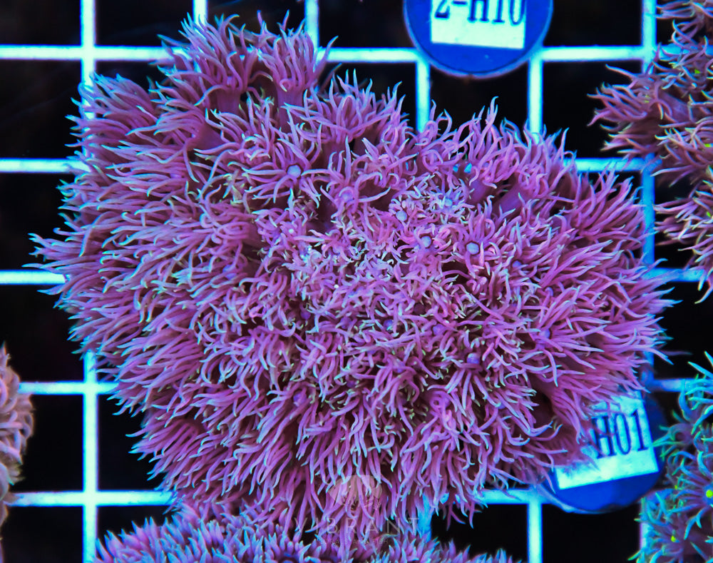 Goniopora WAUS