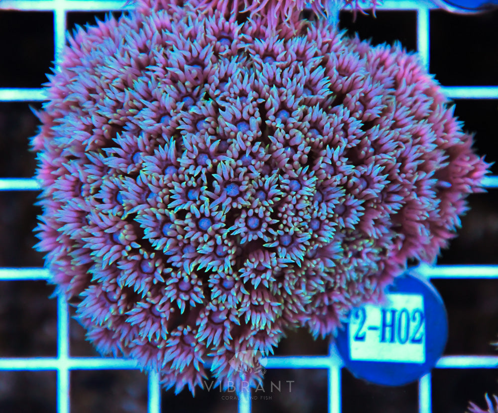 Goniopora WAUS