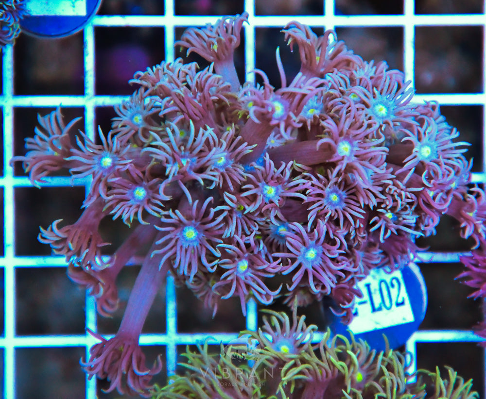 Goniopora WAUS