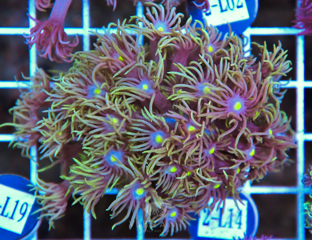 Goniopora WAUS