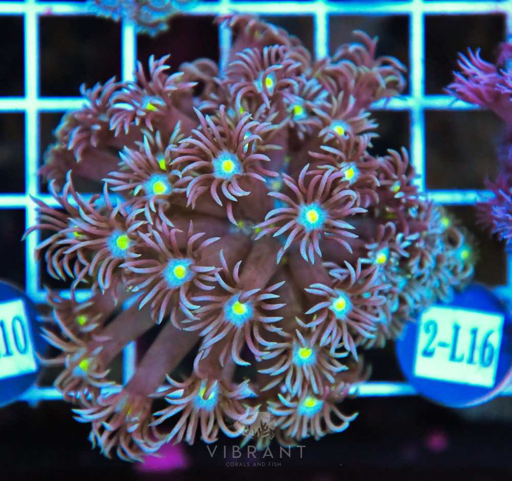 Goniopora WAUS