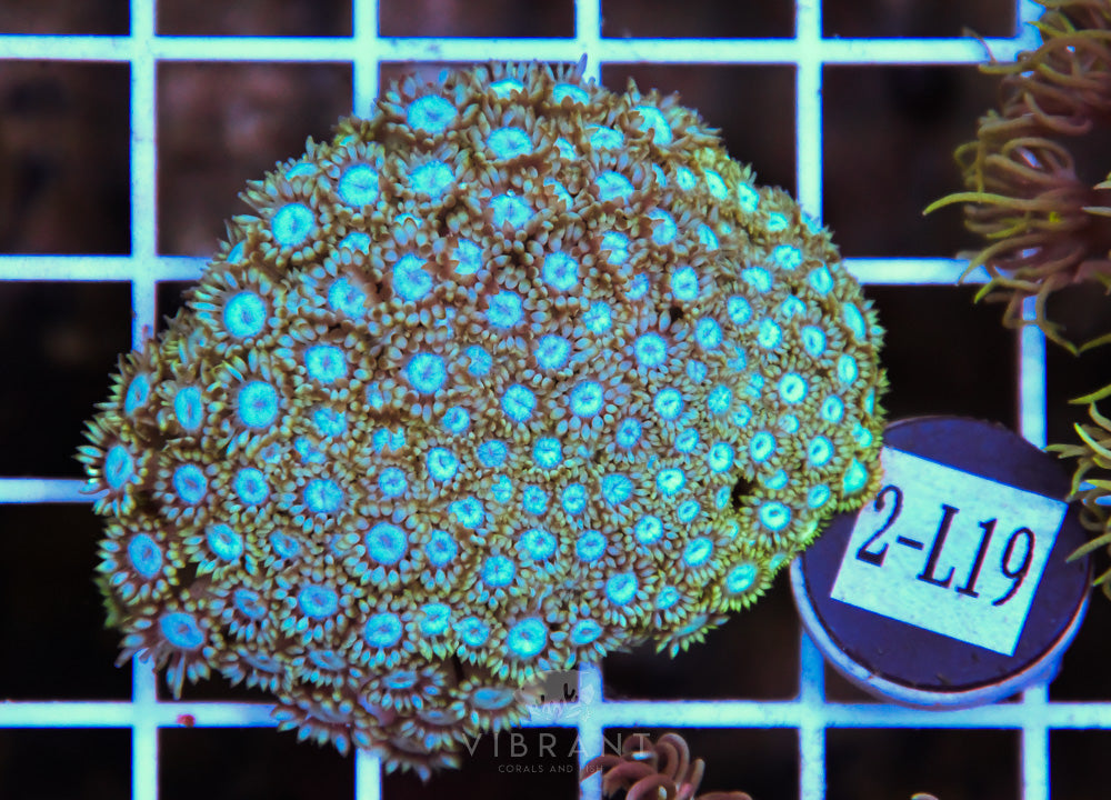 Goniopora WAUS