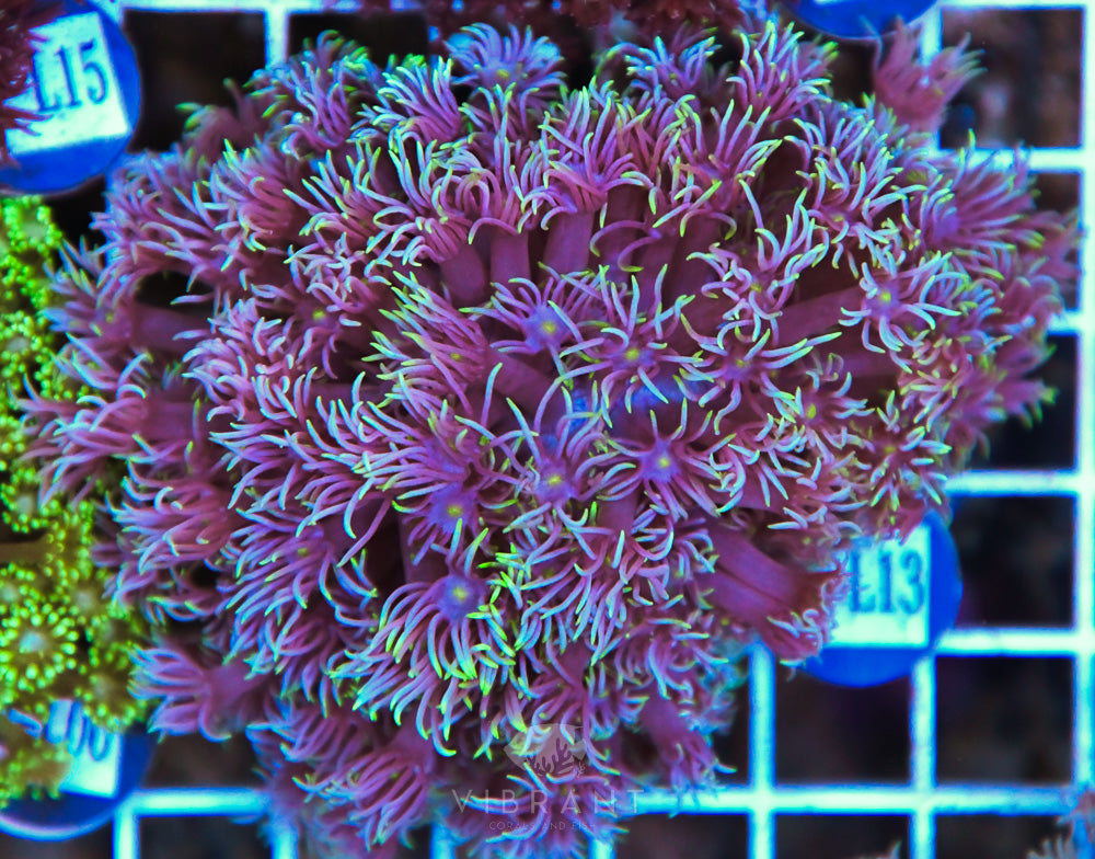 Goniopora WAUS