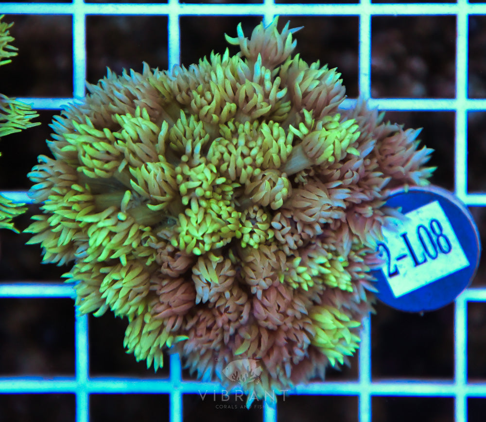 Goniopora WAUS