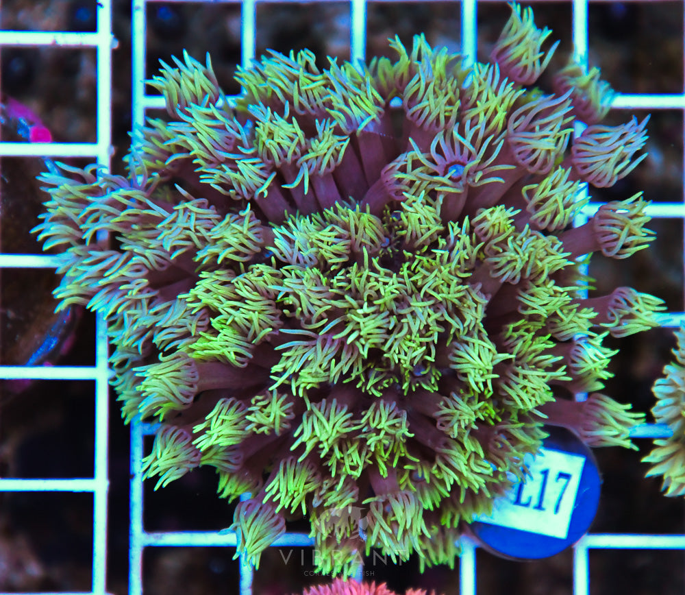 Goniopora WAUS