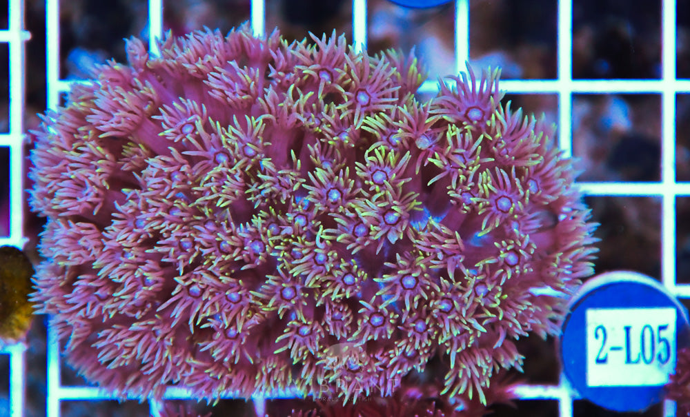 Goniopora WAUS