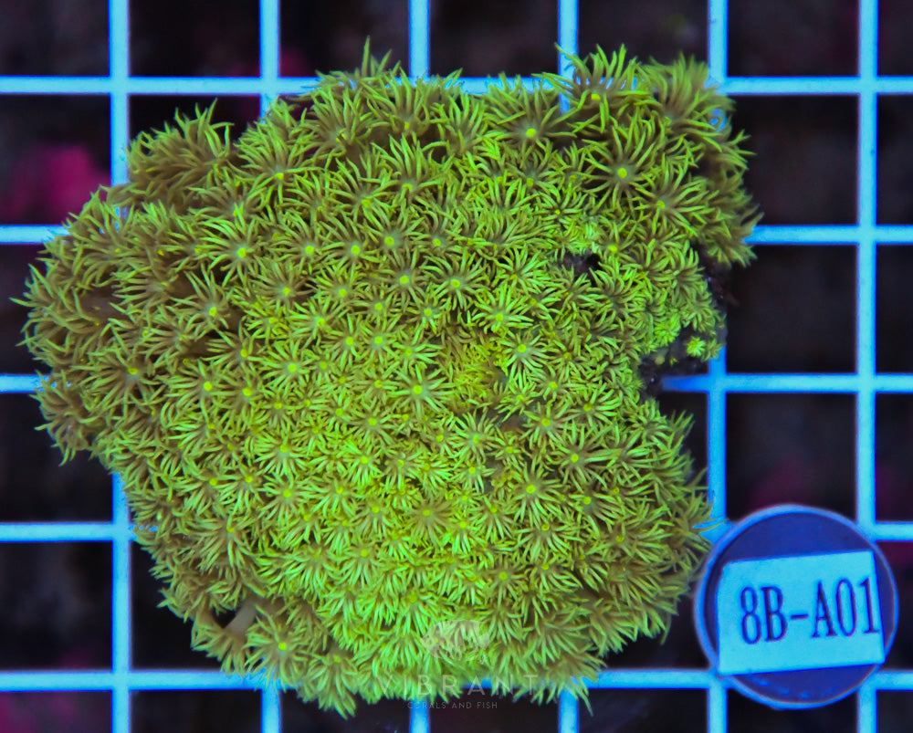 Goniopora WAUS