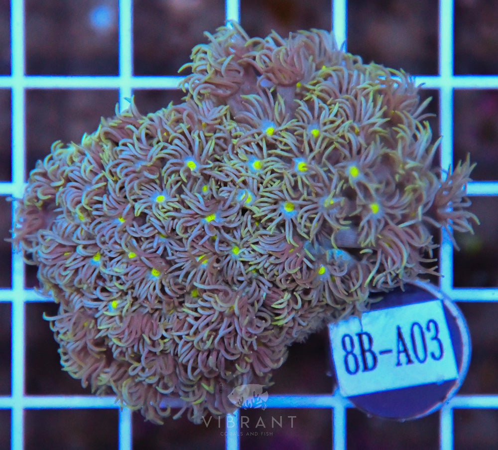 Goniopora WAUS