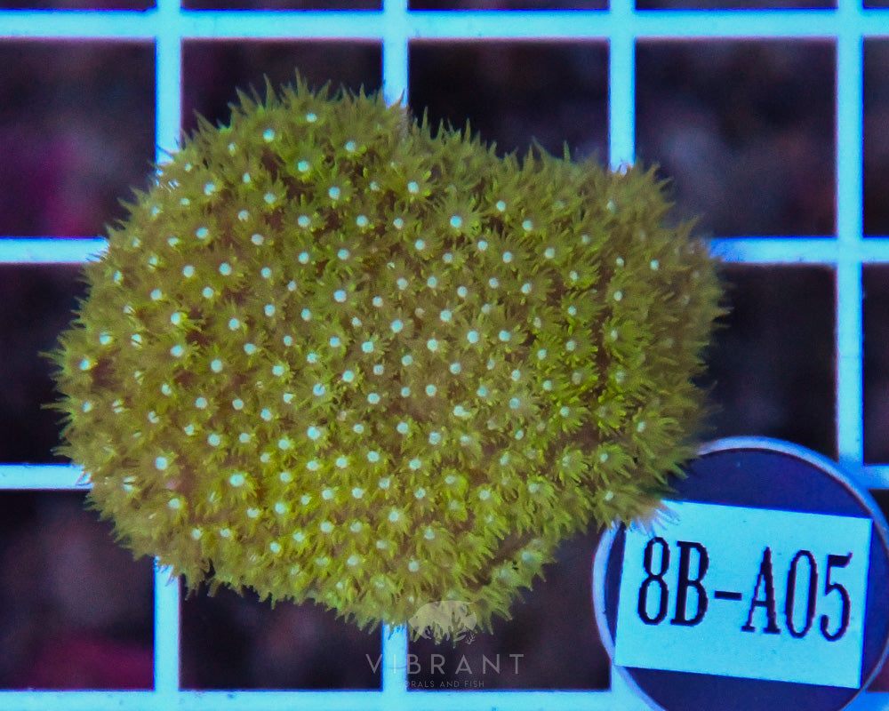 Goniopora WAUS