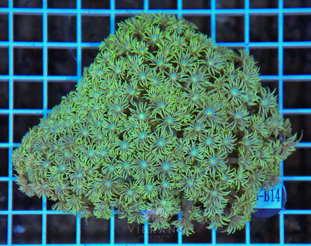 Goniopora WAUS