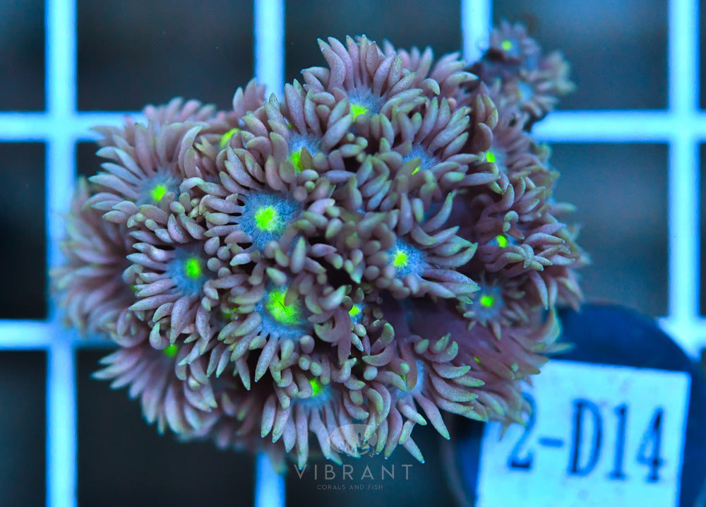 Frag Goniopora WAUS