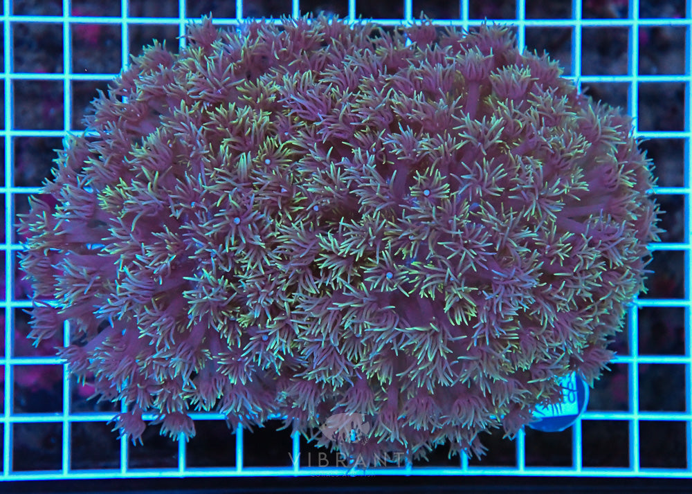 Goniopora WAUS