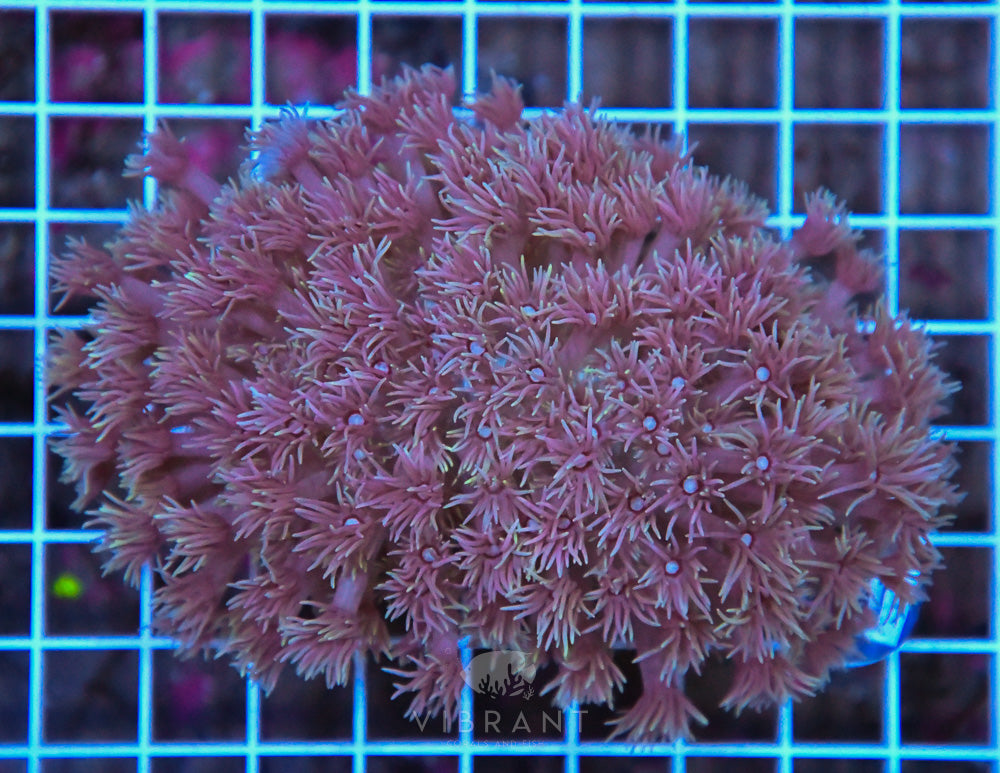 Goniopora WAUS