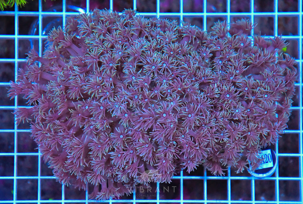 Goniopora WAUS