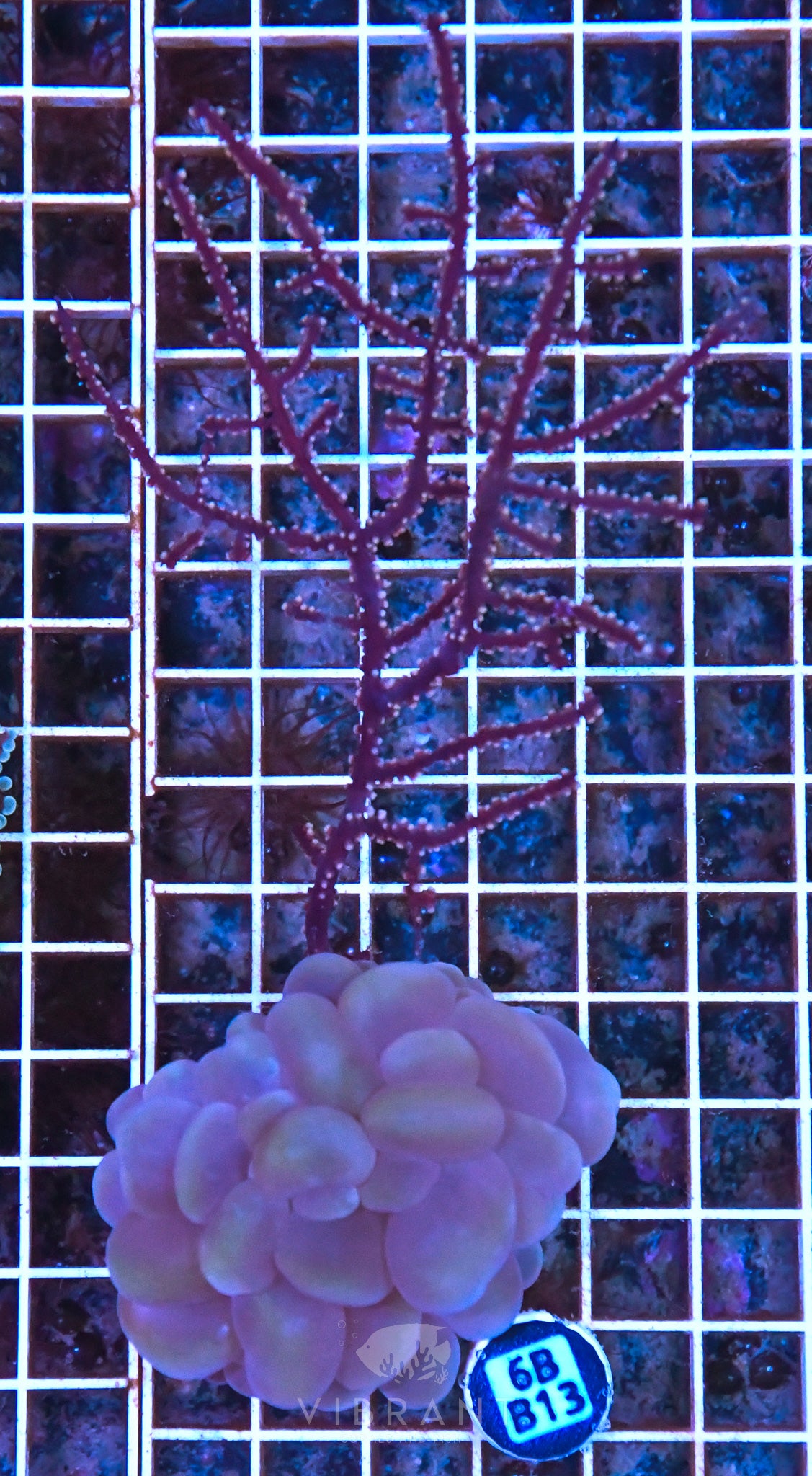 Gorgonian INDO