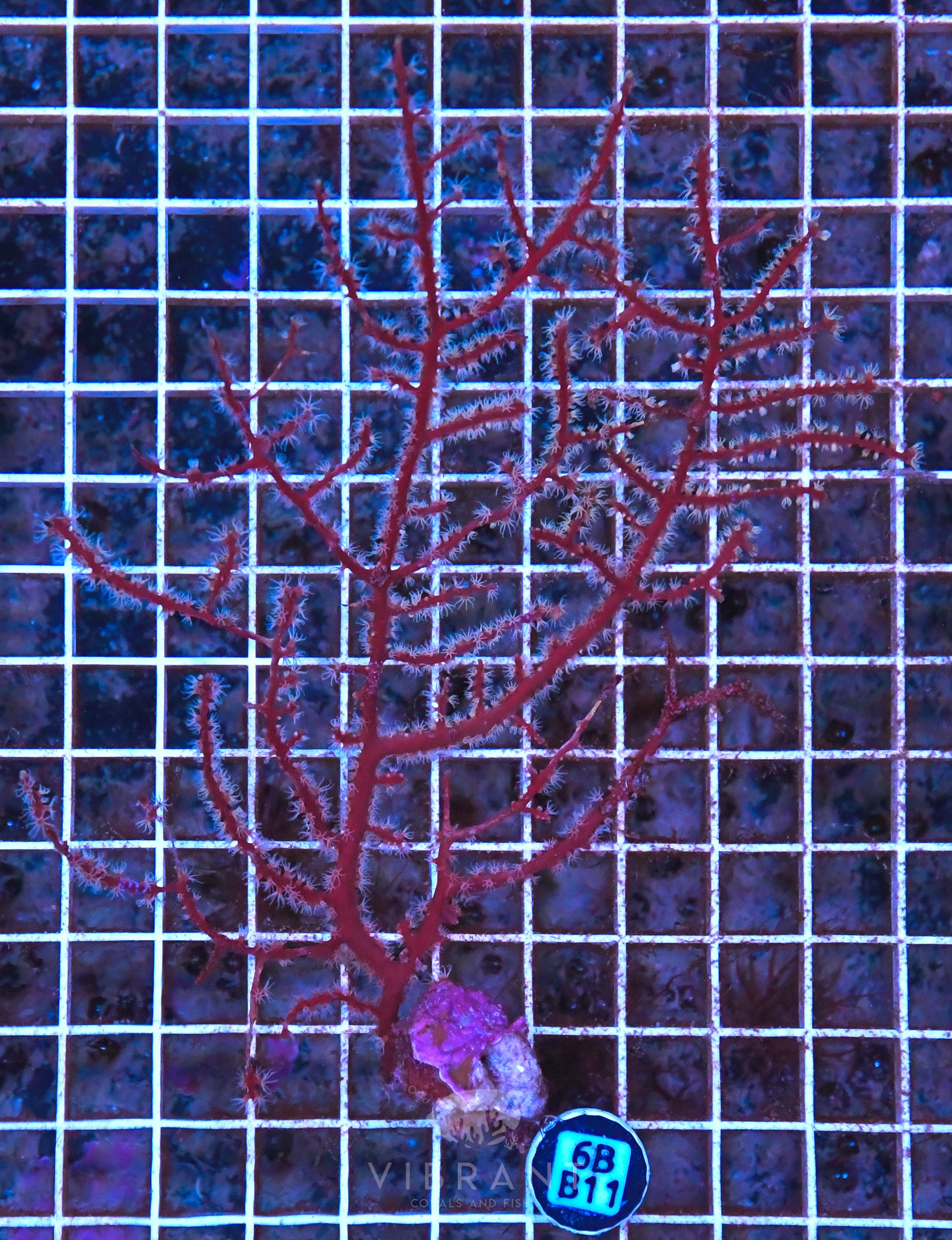 Gorgonian INDO