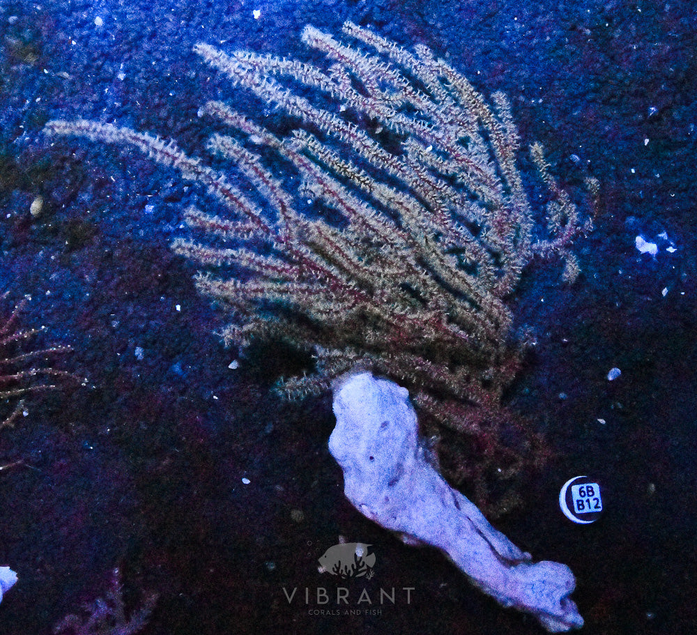 Gorgonian INDO W
