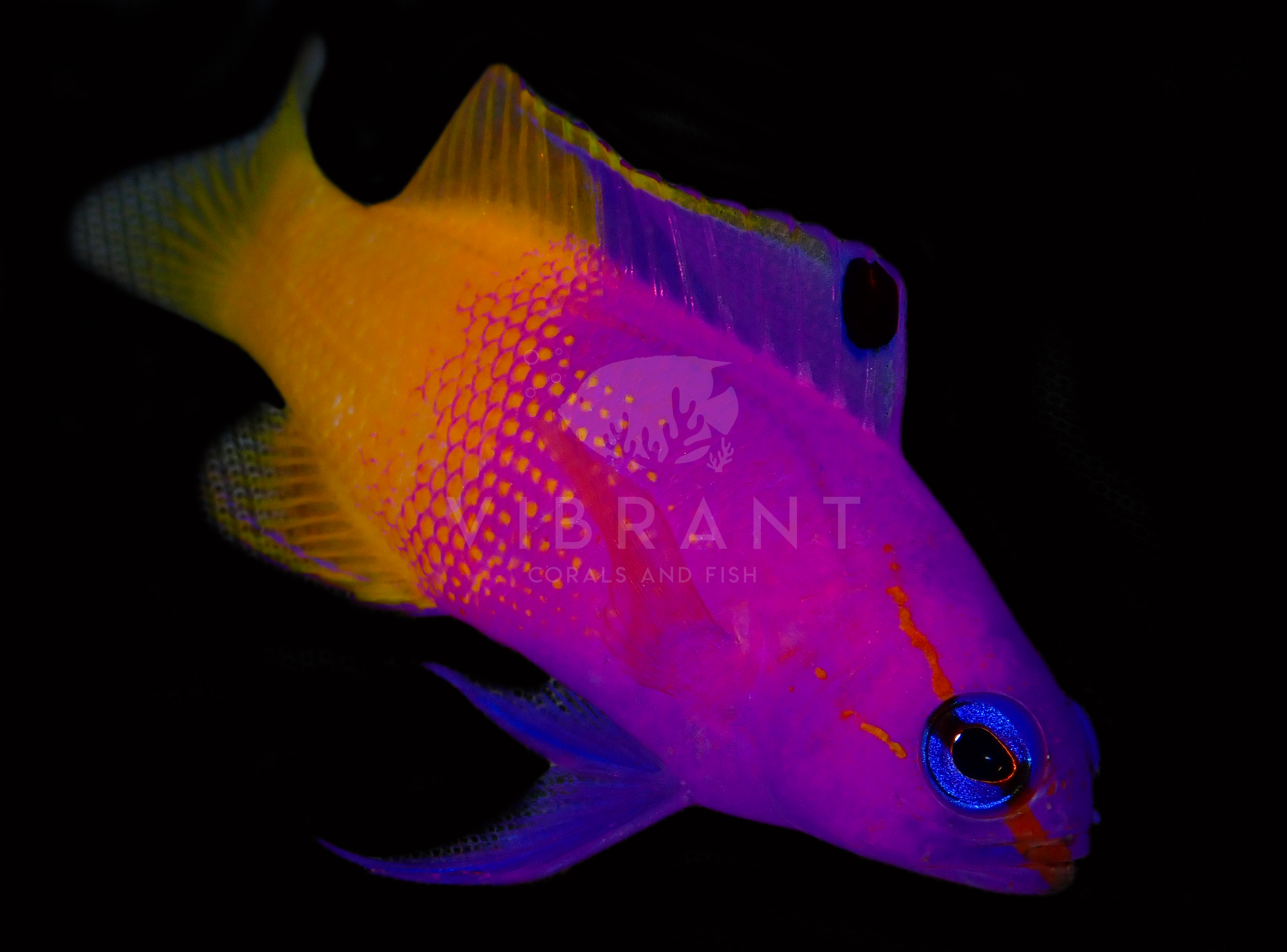 Royal Gramma (Gramma loreto)