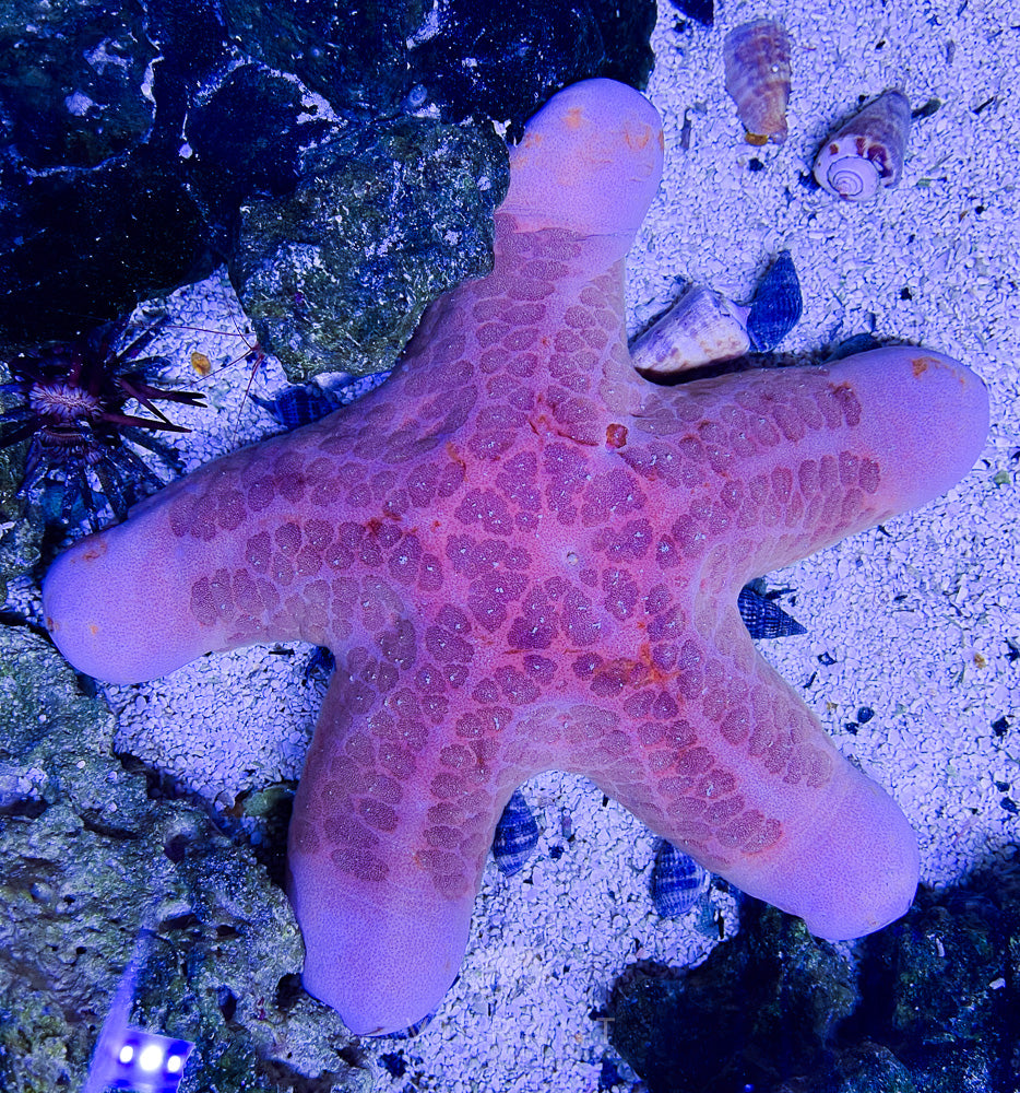 Granulated Sea Starfish JUMBO SAMPLE