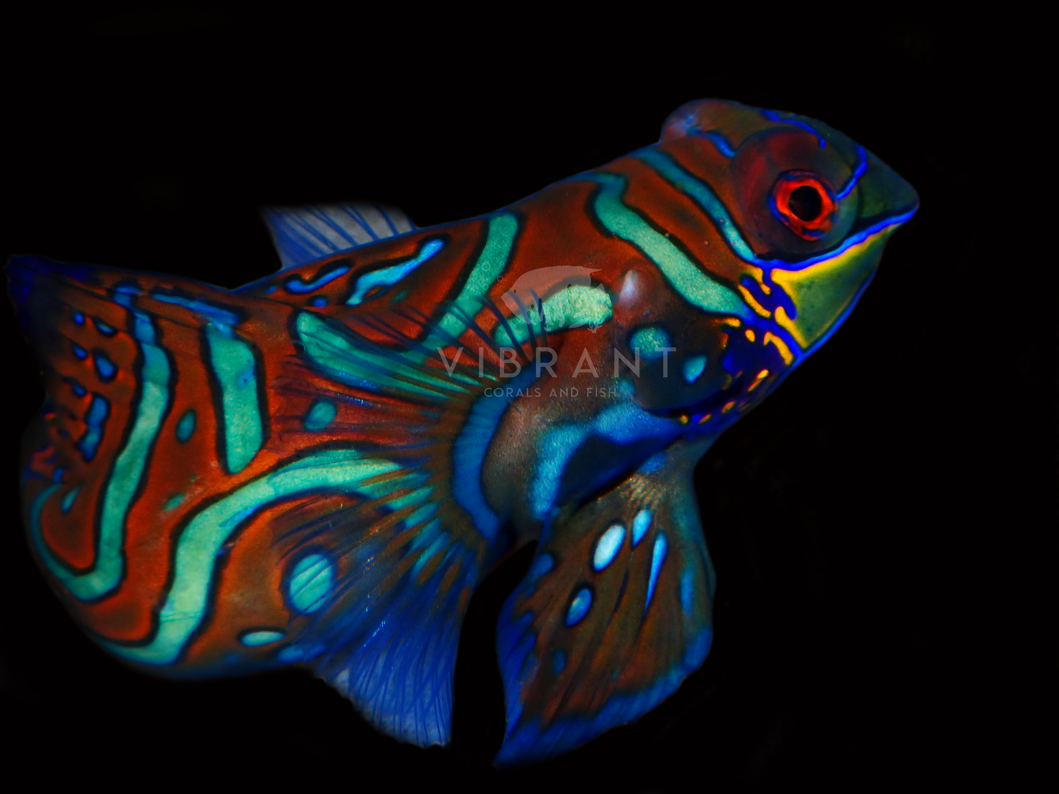 Green Mandarin (Synchiropus splendidus)