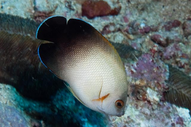 Half Black Angel (Centropyge vrolikii)