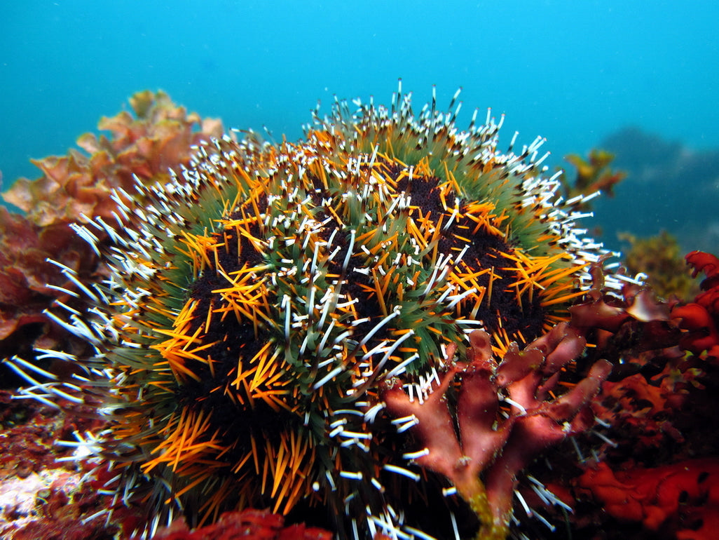 Halloween Urchin (Tripneustes Gratilla)