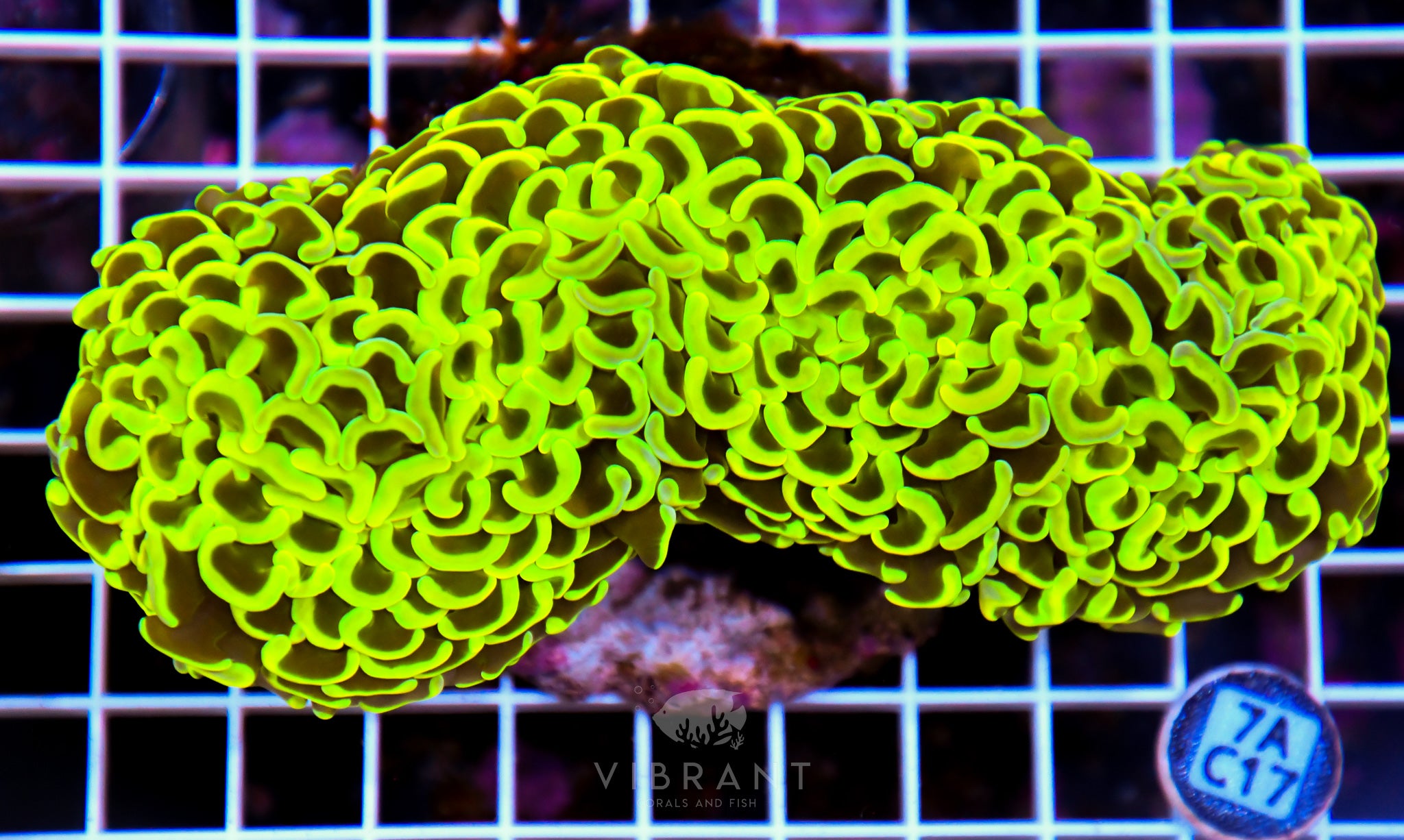 Hammer Wall INDO