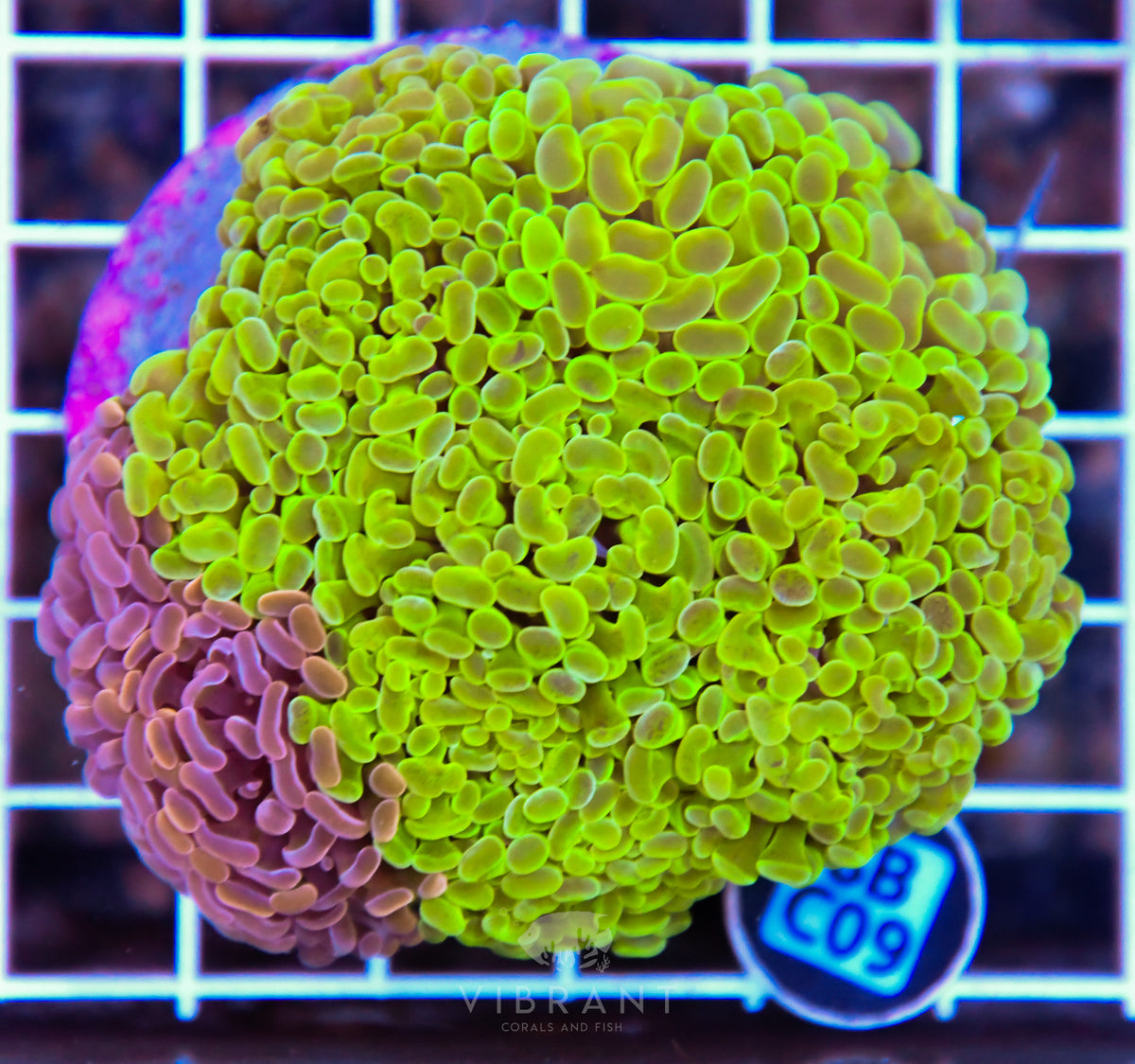 Hammer Branching INDO