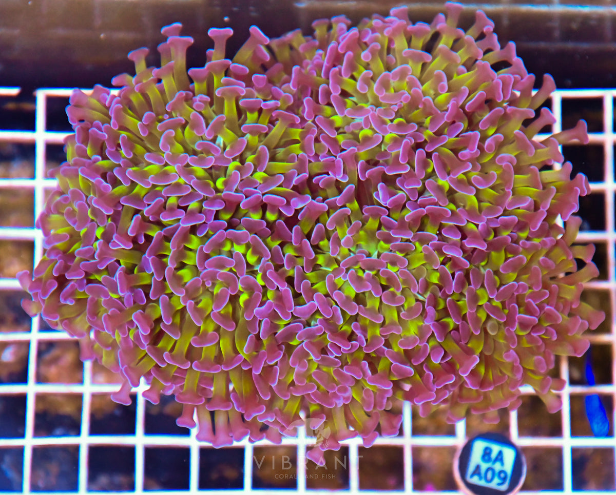 Hammer Branching INDO