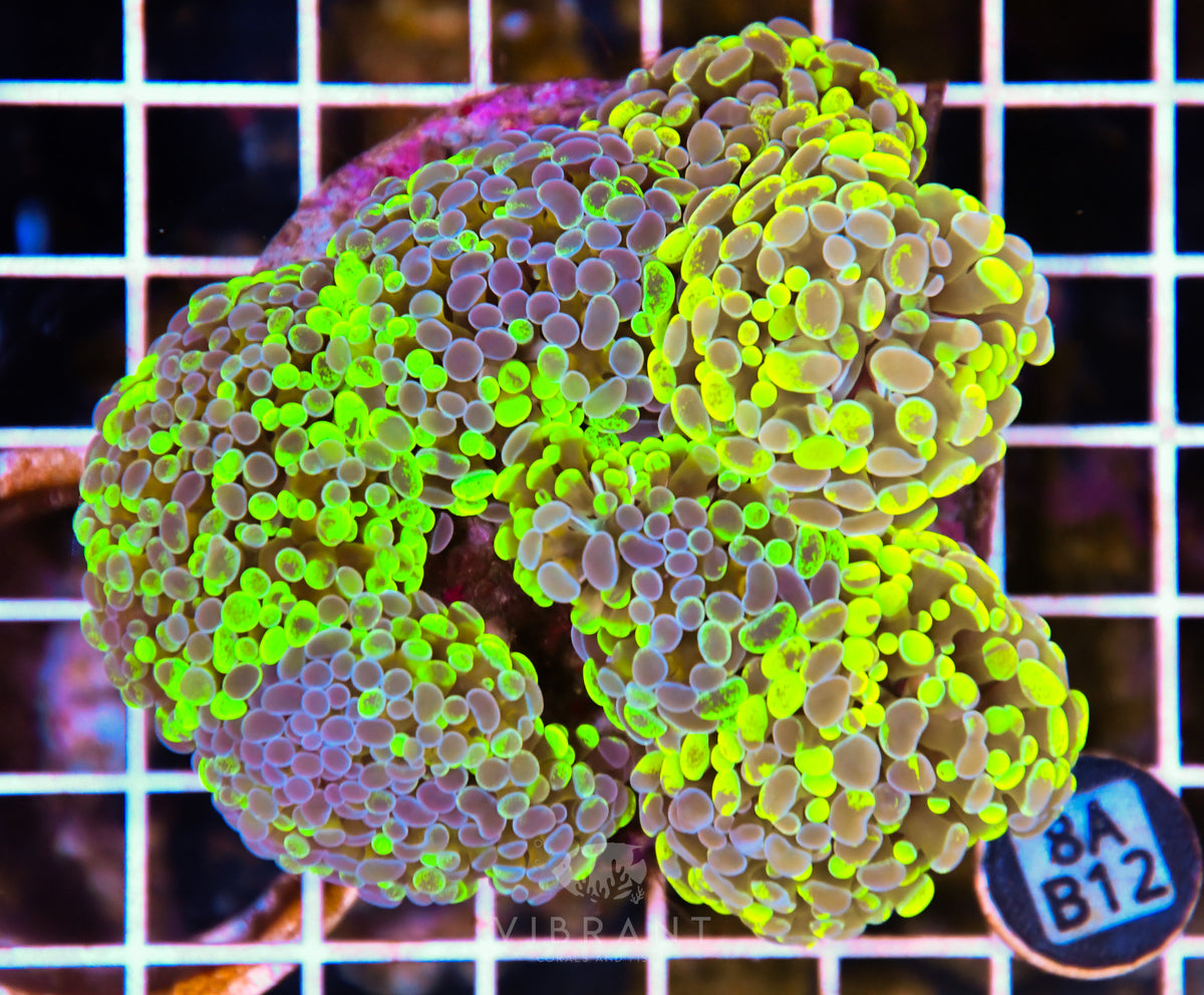 Hammer Branching INDO
