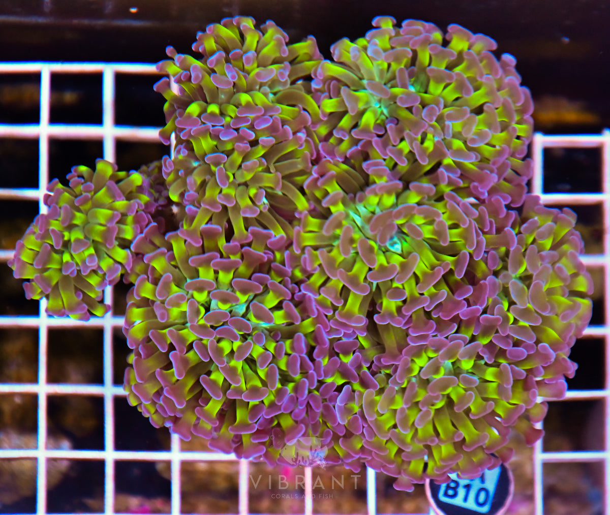 Hammer Branching INDO