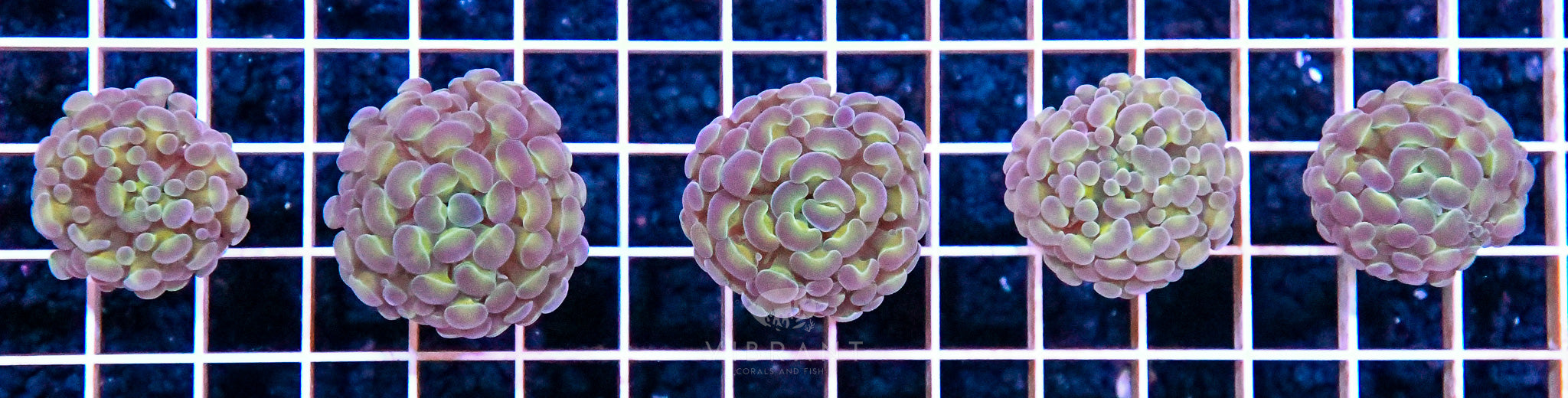 Frag Hammer Branching INDO 5pc pk SAMPLE