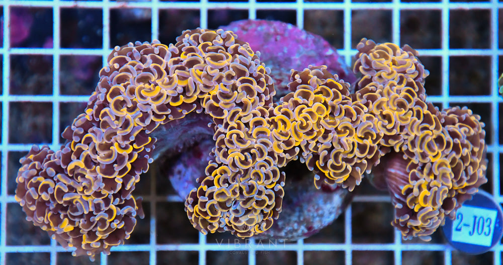 Hammer Wall Ultra INDO