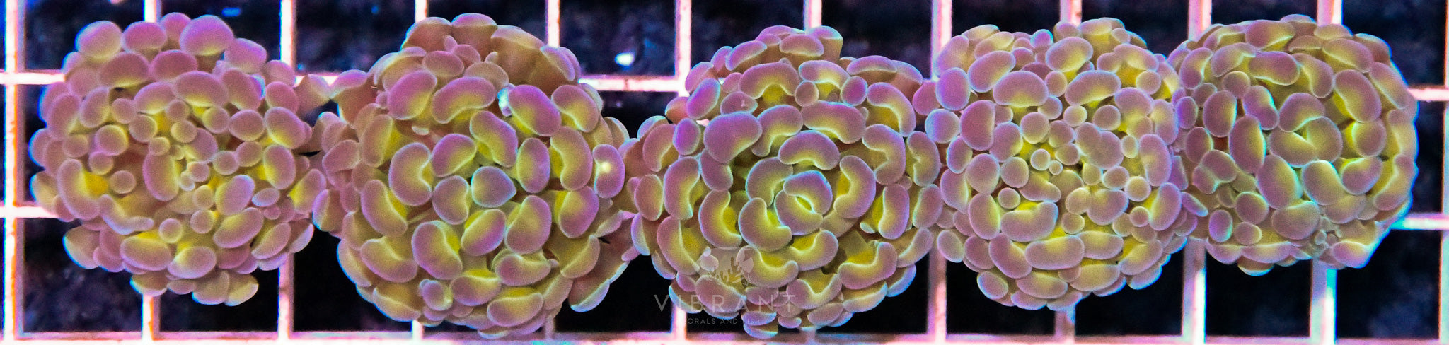 Frag Hammer Branching INDO 5pc pk SAMPLE