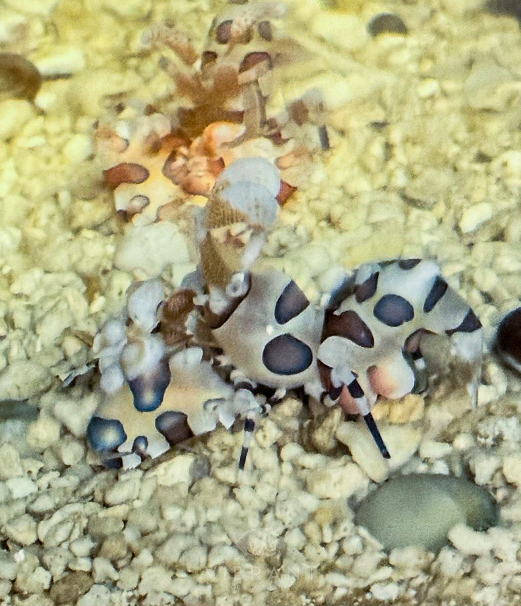 Harlequin Shrimp (Hymenocera elegans)