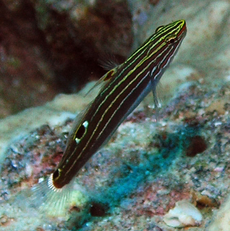 Hector Goby (Koumansetta hectori)