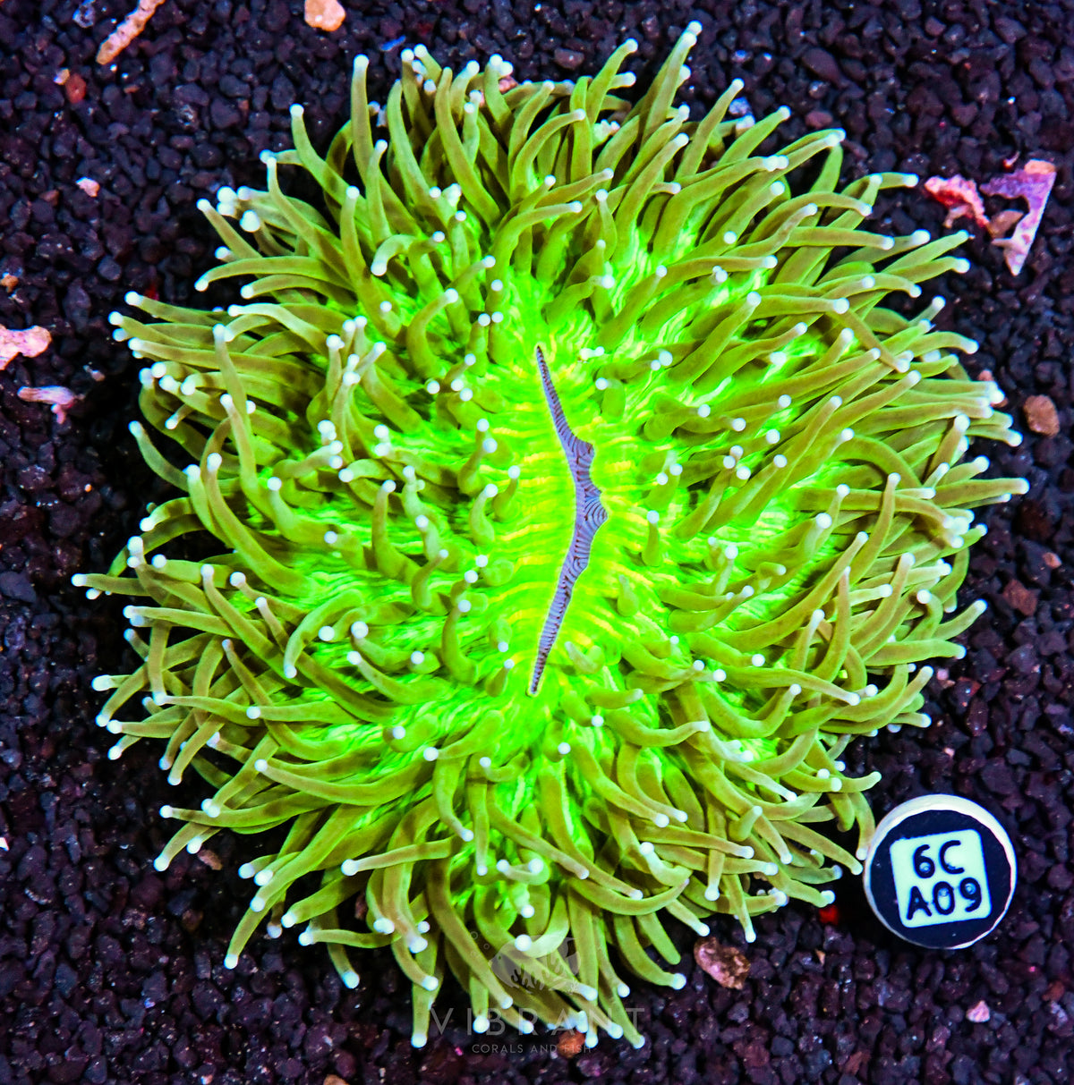 Heliofungia AUS