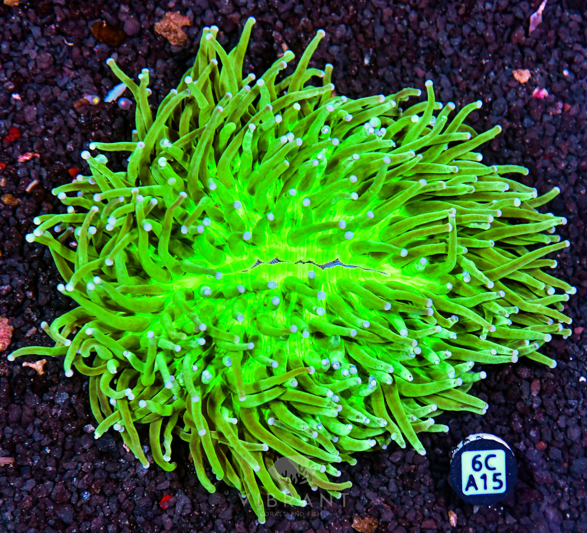 Heliofungia AUS
