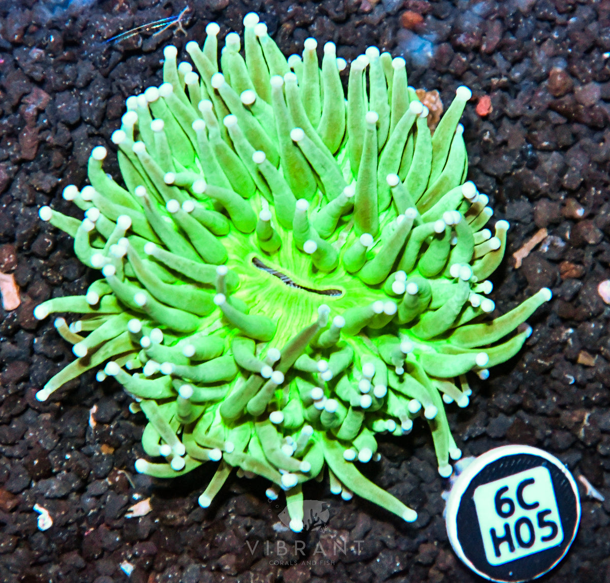 Heliofungia AUS