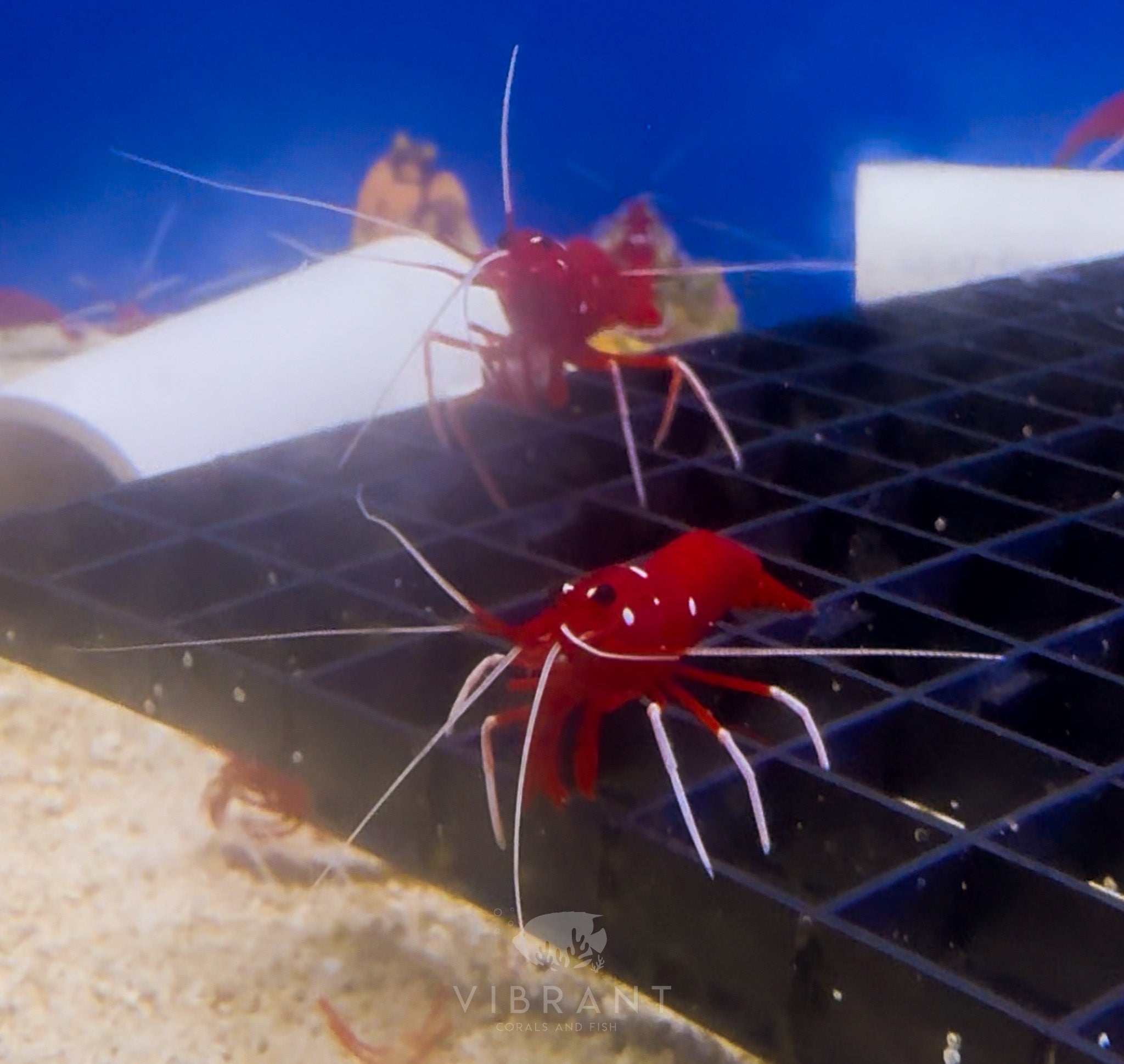 Red Fire Shrimp (Lysmata debelius)