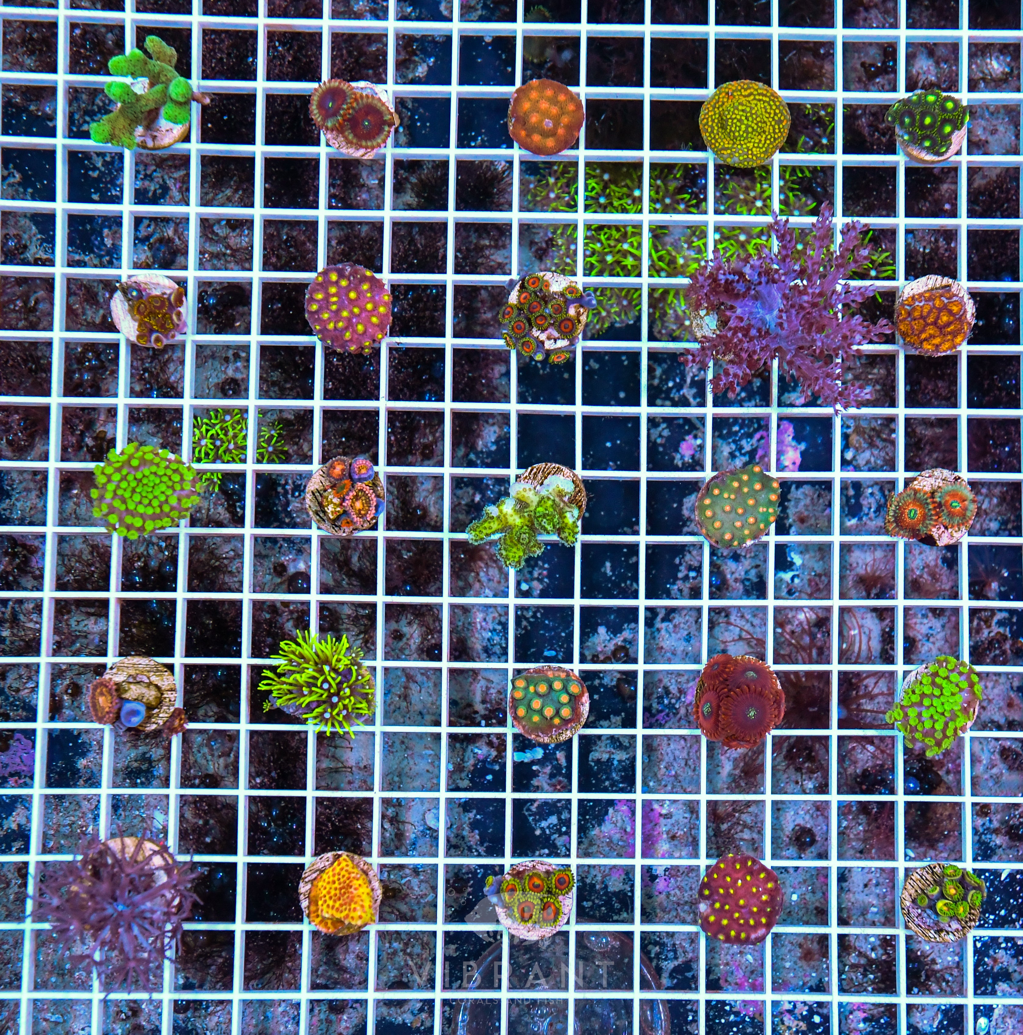 25 Aquaculture Mixed Frag Pack SAMPLE