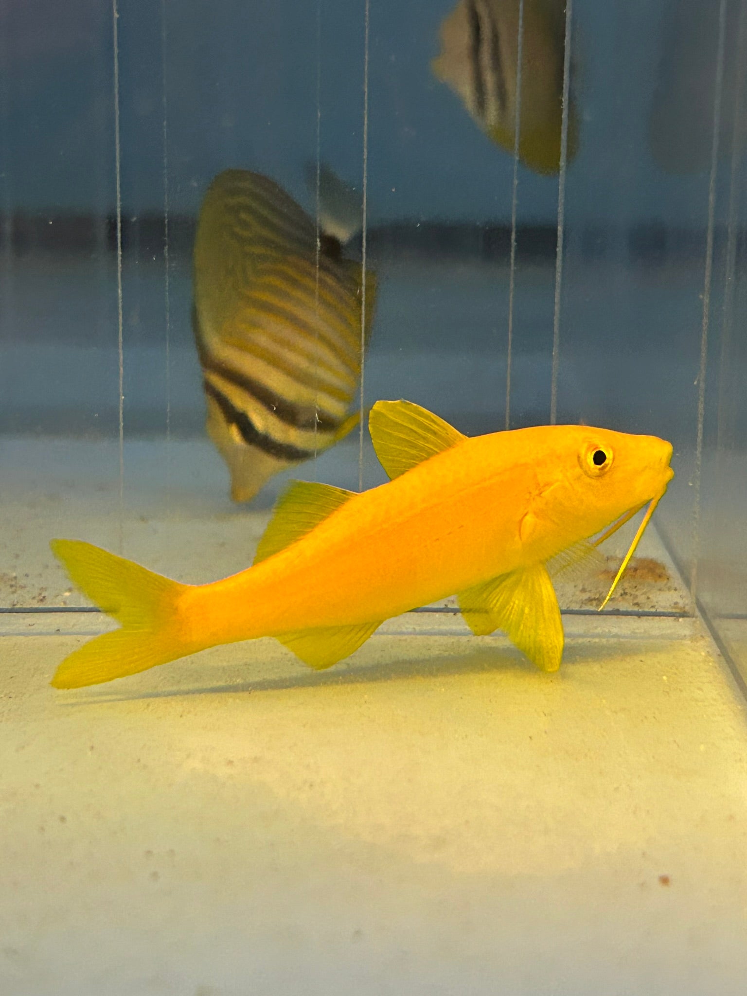 Yellow Goatfish (Parupeneus cyclostoma)