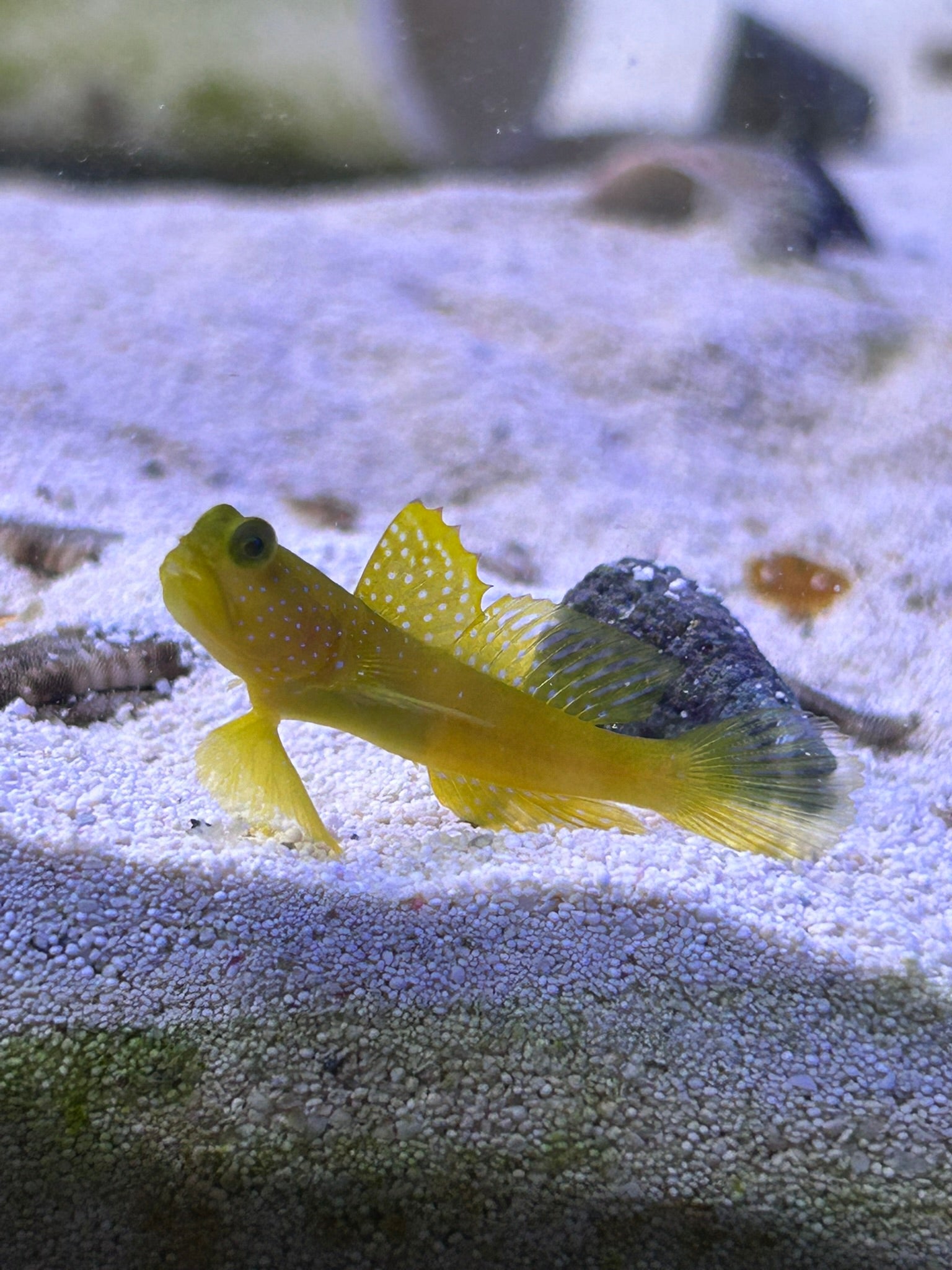 Yellow Dotted Watchman Goby (Cryptocentrus cinctus) SAMPLE