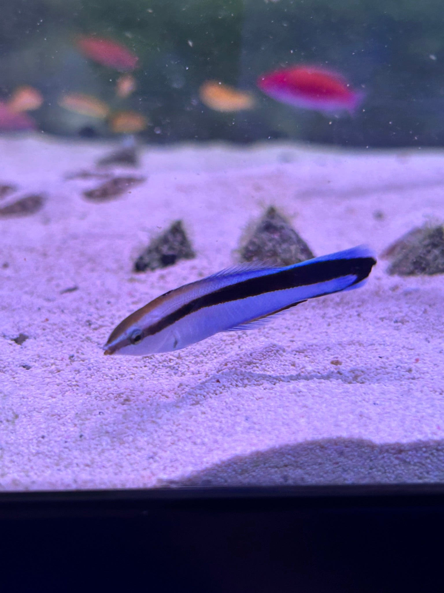 Bluestreak Cleaner Wrasse Fish (Labroides dimidiatus)