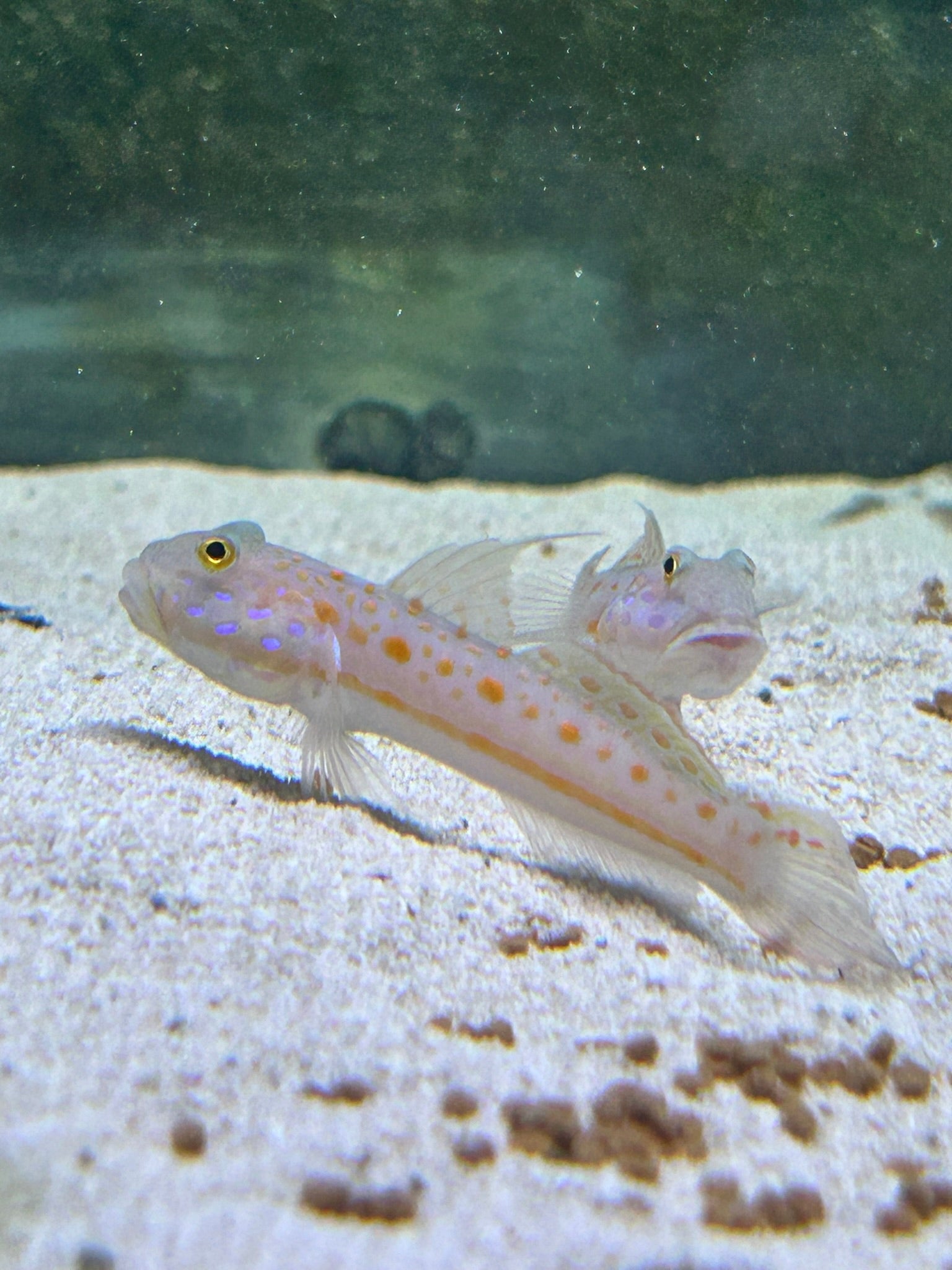 Orange Diamond Goby (Valencia puellaris)