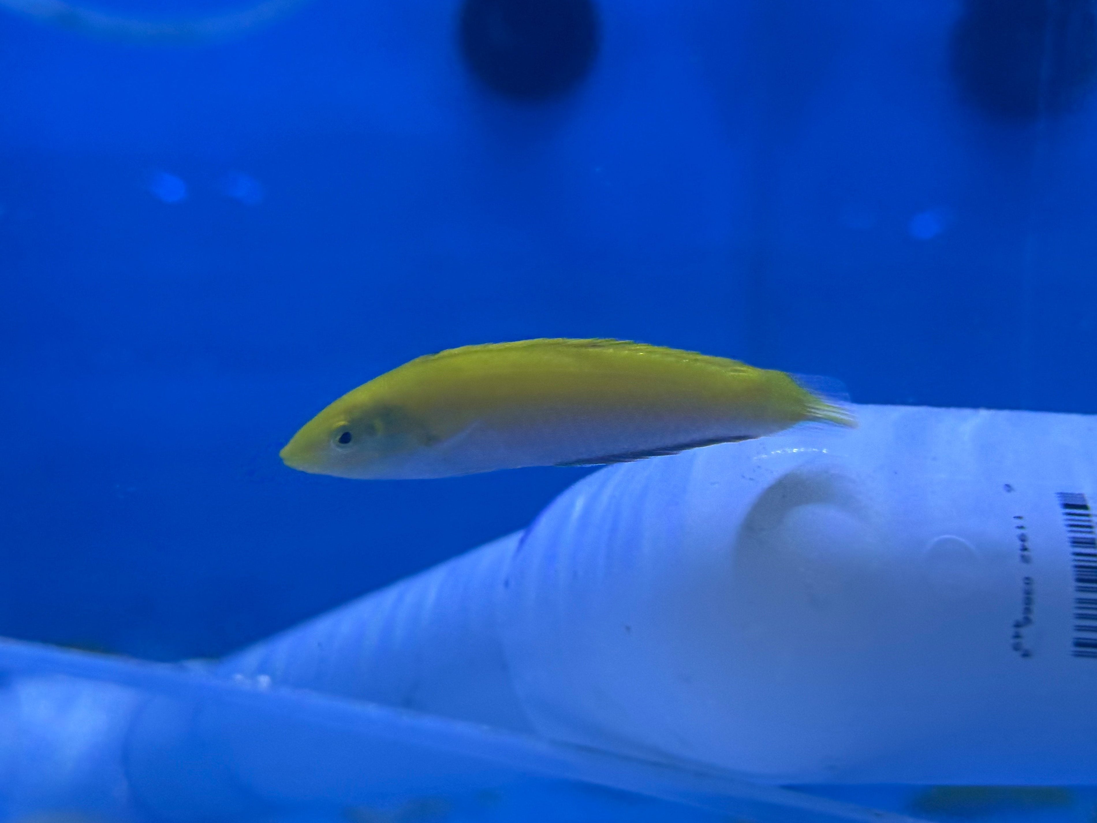 Yellow Canary Wrasse (Halichoeres Leucoxanthus)