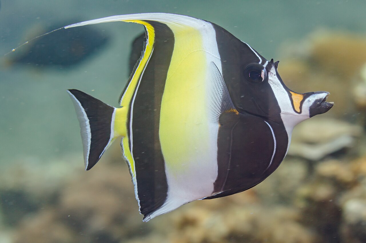 Moorish Idol (Zanclus cornotus)